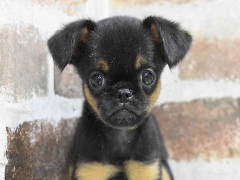 愛知県のプチブラバンソン (ワンラブ名古屋守山インター総本店/2025年10月15日生まれ/男の子/ブラックタン)の子犬の1枚目の画像