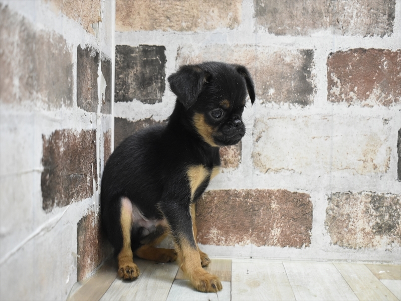 愛知県のプチブラバンソン (ワンラブ名古屋守山インター総本店/2025年10月15日生まれ/男の子/ブラックタン)の子犬の3枚目の画像