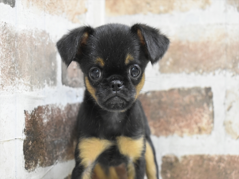 愛知県のプチブラバンソン (ワンラブ名古屋守山インター総本店/2025年10月15日生まれ/男の子/ブラックタン)の子犬の2枚目の画像