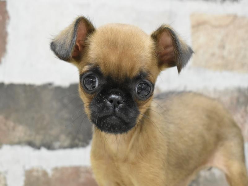 愛知県のプチブラバンソン (ワンラブ名古屋守山インター総本店/2025年10月15日生まれ/女の子/レッド)の子犬の1枚目の画像