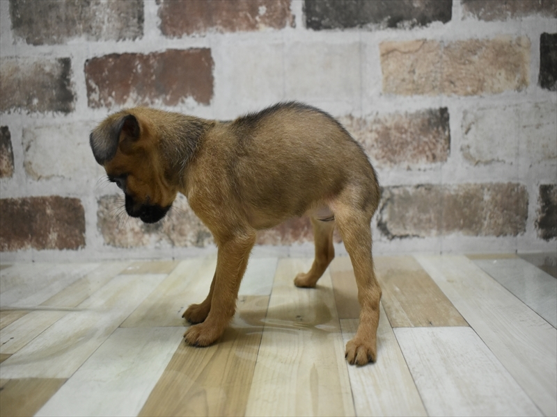 愛知県のプチブラバンソン (ワンラブ名古屋守山インター総本店/2025年10月15日生まれ/女の子/レッド)の子犬の3枚目の画像