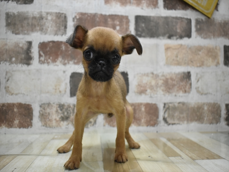 愛知県のプチブラバンソン (ワンラブ名古屋守山インター総本店/2025年10月15日生まれ/女の子/レッド)の子犬の2枚目の画像