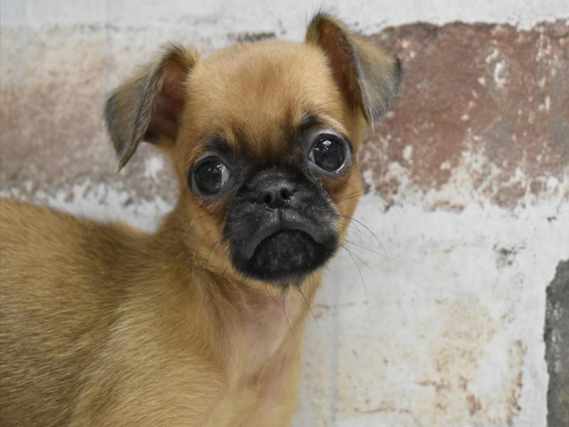 愛知県のプチブラバンソン (ワンラブららぽーと愛知東郷店/2025年10月15日生まれ/女の子/レッド)の子犬の1枚目の画像