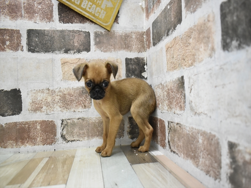 愛知県のプチブラバンソン (ワンラブららぽーと愛知東郷店/2025年10月15日生まれ/女の子/レッド)の子犬の3枚目の画像