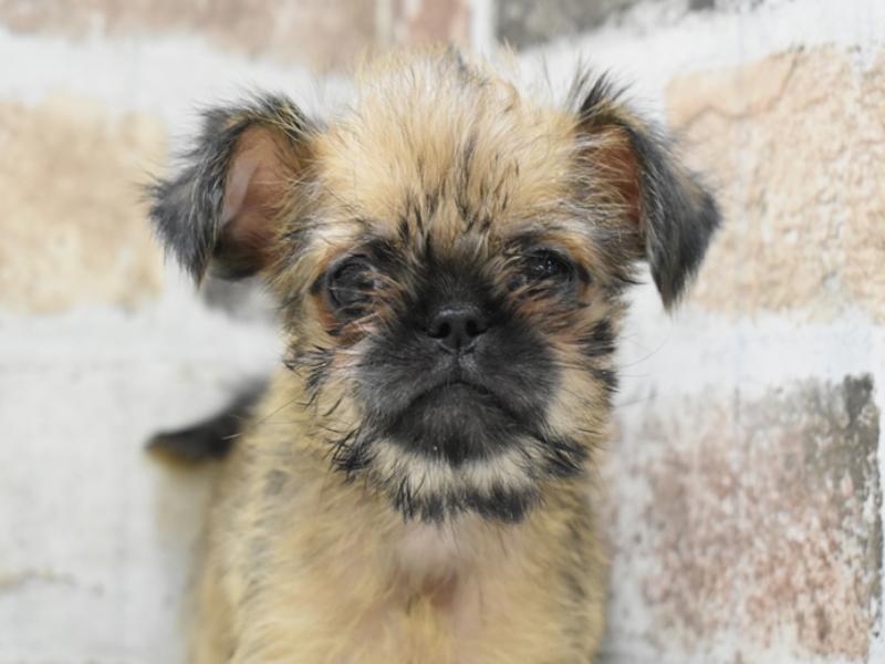 愛知県のブリュッセルグリフォン (ワンラブららぽーと安城店/2025年10月15日生まれ/女の子/レッド)の子犬の1枚目の画像