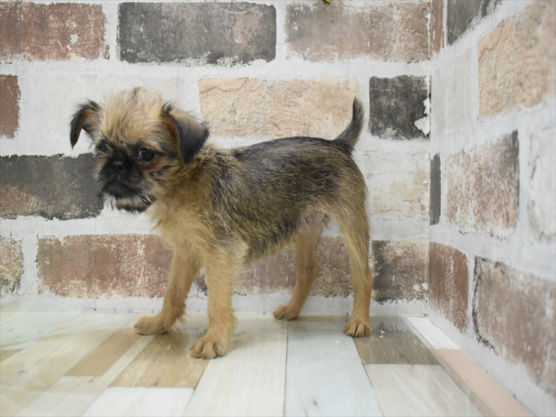 愛知県のブリュッセルグリフォン (ワンラブららぽーと安城店/2025年10月15日生まれ/女の子/レッド)の子犬の3枚目の画像