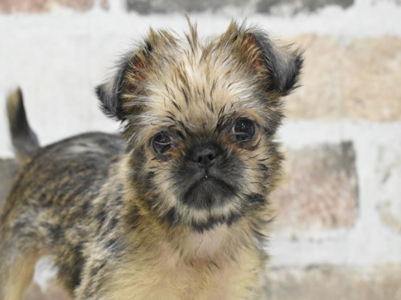 岐阜県のブリュッセルグリフォン (ワンラブイオンモール土岐店/2025年10月15日生まれ/女の子/レッド)の子犬の1枚目の画像