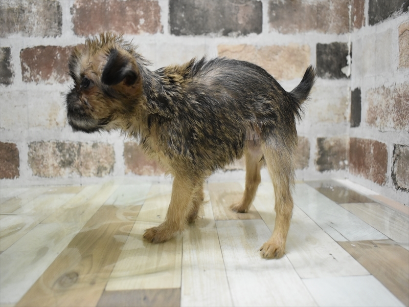 岐阜県のブリュッセルグリフォン (ワンラブイオンモール土岐店/2025年10月15日生まれ/女の子/レッド)の子犬の3枚目の画像