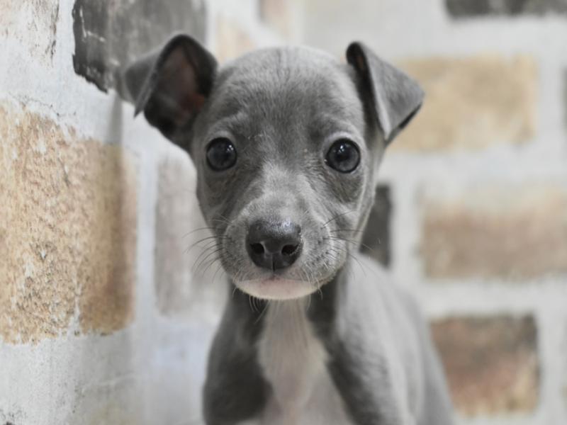大阪府のイタリアングレーハウンド (ワンラブイズミヤ八尾店/2025年10月10日生まれ/男の子/ブルーホワイト)の子犬の1枚目の画像