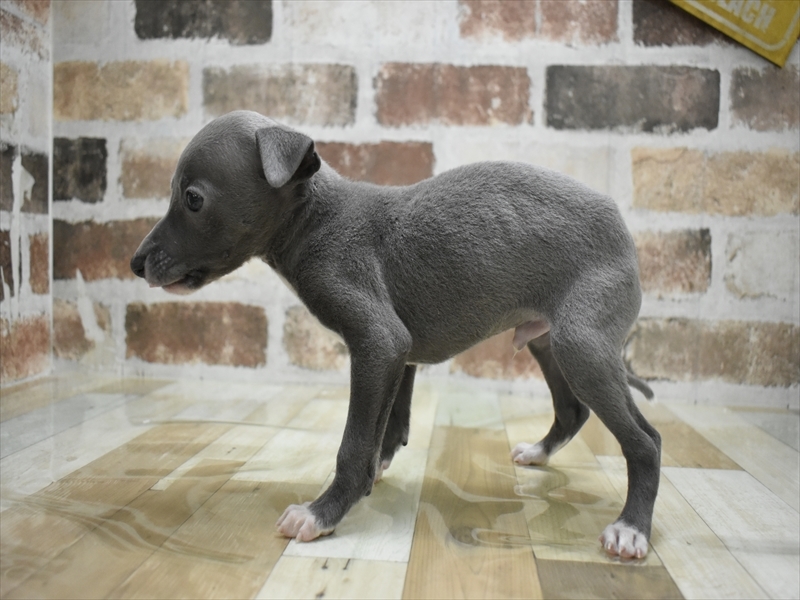 大阪府のイタリアングレーハウンド (ワンラブイズミヤ八尾店/2025年10月10日生まれ/男の子/ブルーホワイト)の子犬の3枚目の画像