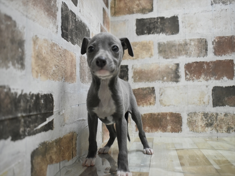 大阪府のイタリアングレーハウンド (ワンラブイズミヤ八尾店/2025年10月10日生まれ/男の子/ブルーホワイト)の子犬の2枚目の画像