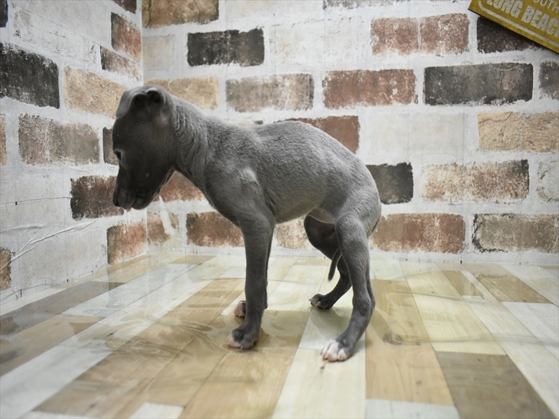 愛知県のイタリアングレーハウンド (ワンラブNEW・イオンタウン名西店/2025年10月10日生まれ/女の子/ブルーホワイト)の子犬の3枚目の画像