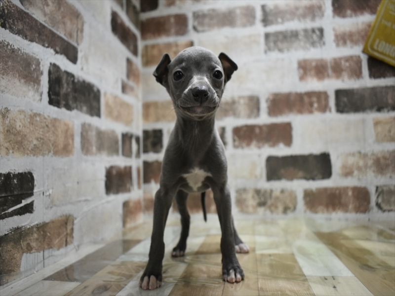 愛知県のイタリアングレーハウンド (ワンラブNEW・イオンタウン名西店/2025年10月10日生まれ/女の子/ブルーホワイト)の子犬の2枚目の画像