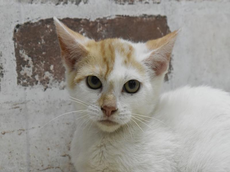 愛知県のマンチカン (ワンラブドン・キホーテ緑店(FC)/2025年10月12日生まれ/男の子/レッドタビーホワイト)の子猫の1枚目の画像