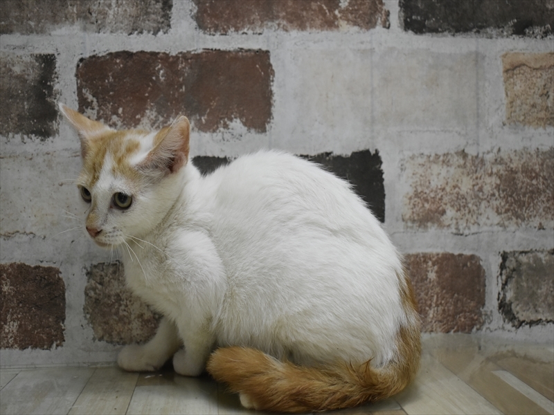 愛知県のマンチカン (ワンラブドン・キホーテ緑店(FC)/2025年10月12日生まれ/男の子/レッドタビーホワイト)の子猫の3枚目の画像