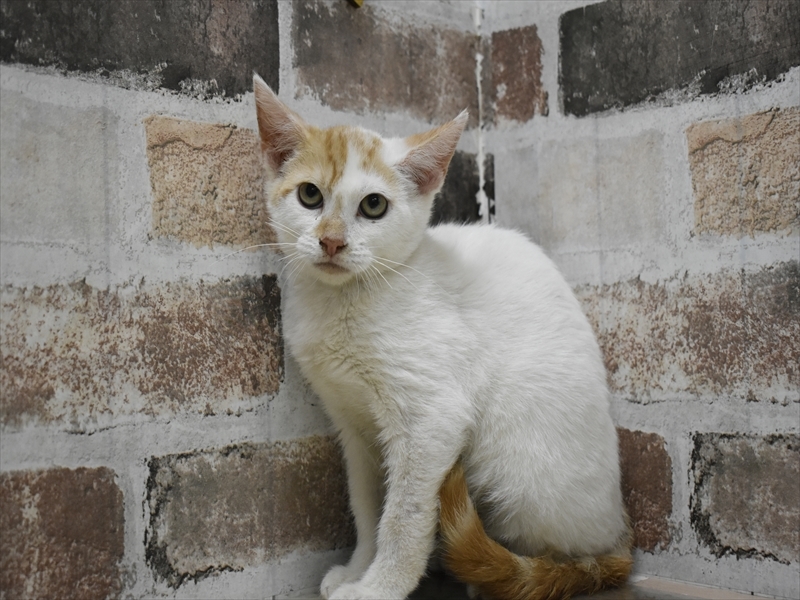 愛知県のマンチカン (ワンラブドン・キホーテ緑店(FC)/2025年10月12日生まれ/男の子/レッドタビーホワイト)の子猫の2枚目の画像