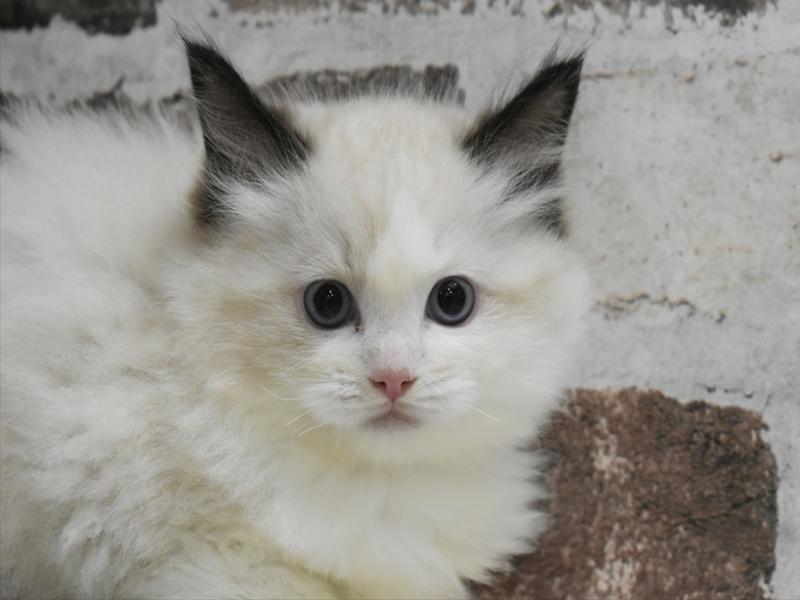 大阪府のラグドール (ワンラブイオンモール日根野店/2025年10月16日生まれ/男の子/シールポイントバイカラー)の子猫の1枚目の画像