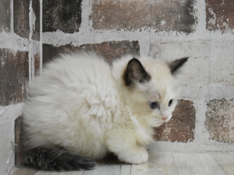 大阪府のラグドール (ワンラブイオンモール日根野店/2025年10月16日生まれ/男の子/シールポイントバイカラー)の子猫の3枚目の画像