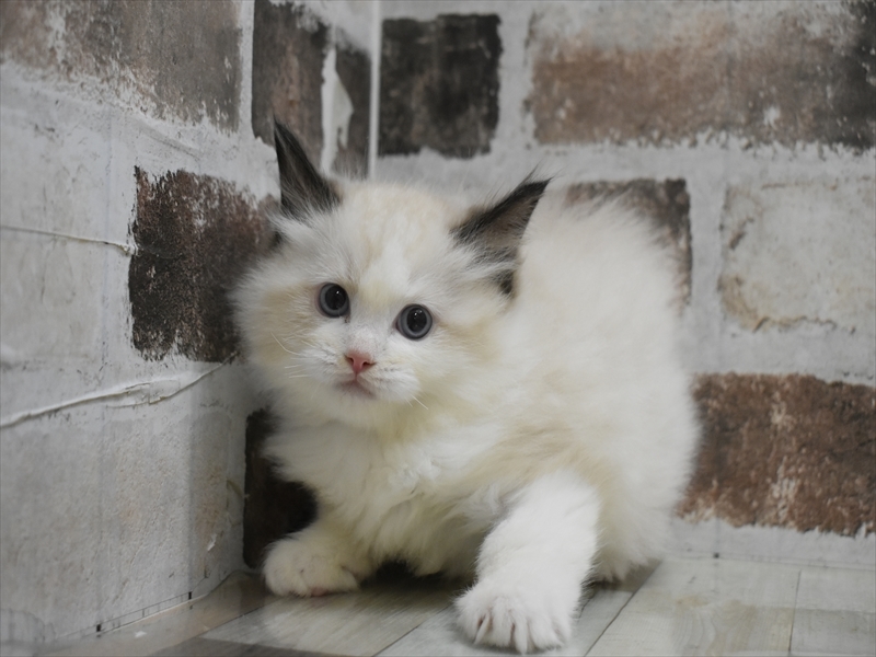 大阪府のラグドール (ワンラブイオンモール日根野店/2025年10月16日生まれ/男の子/シールポイントバイカラー)の子猫の2枚目の画像