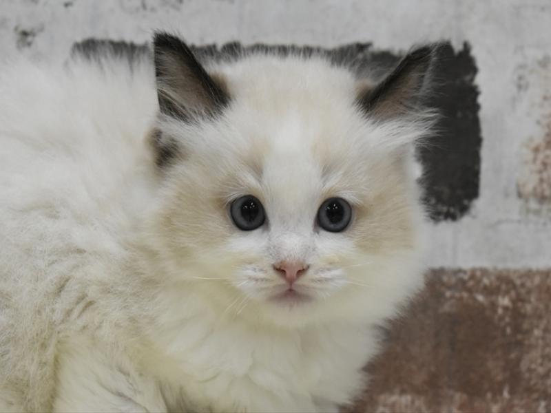 愛知県のラグドール (ワンラブNEW・イオンタウン名西店/2025年10月16日生まれ/男の子/シールポイントバイカラー)の子猫の1枚目の画像