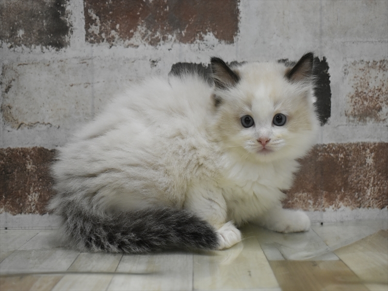 愛知県のラグドール (ワンラブNEW・イオンタウン名西店/2025年10月16日生まれ/男の子/シールポイントバイカラー)の子猫の3枚目の画像