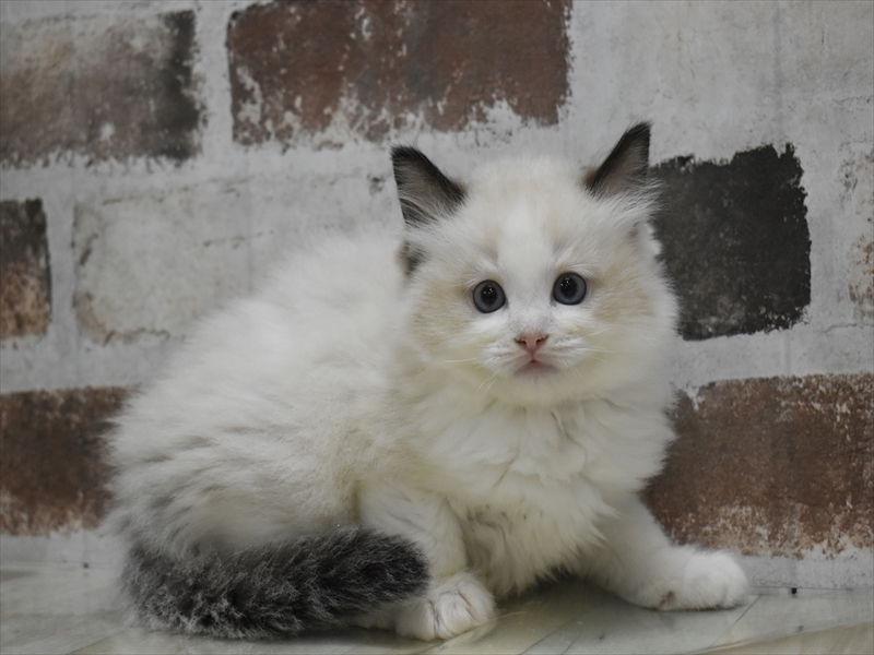 愛知県のラグドール (ワンラブNEW・イオンタウン名西店/2025年10月16日生まれ/男の子/シールポイントバイカラー)の子猫の2枚目の画像