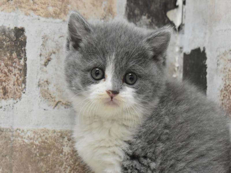 大阪府のブリティッシュショートヘアー (ワンラブイオンモール日根野店/2025年10月14日生まれ/女の子/ブルーホワイト)の子猫