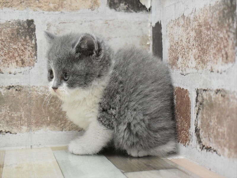 大阪府のブリティッシュショートヘアー (ワンラブイオンモール日根野店/2025年10月14日生まれ/女の子/ブルーホワイト)の子猫の3枚目の画像