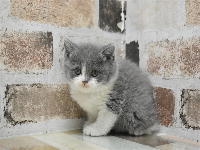大阪府のブリティッシュショートヘアー (ワンラブイオンモール日根野店/2025年10月14日生まれ/女の子/ブルーホワイト)の子猫の2枚目の画像