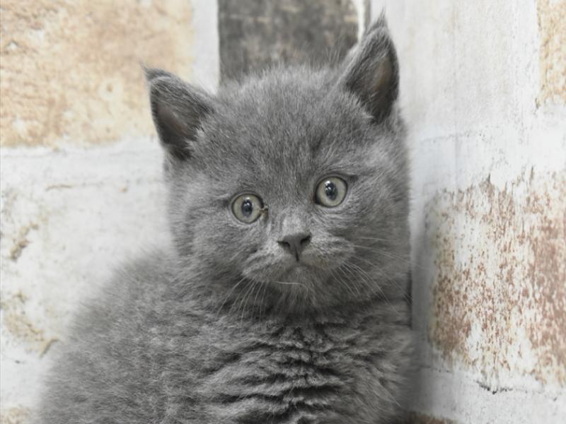 愛知県のブリティッシュショートヘアー (ワンラブドン・キホーテ緑店(FC)/2025年10月14日生まれ/男の子/ブルー)の子猫の1枚目の画像