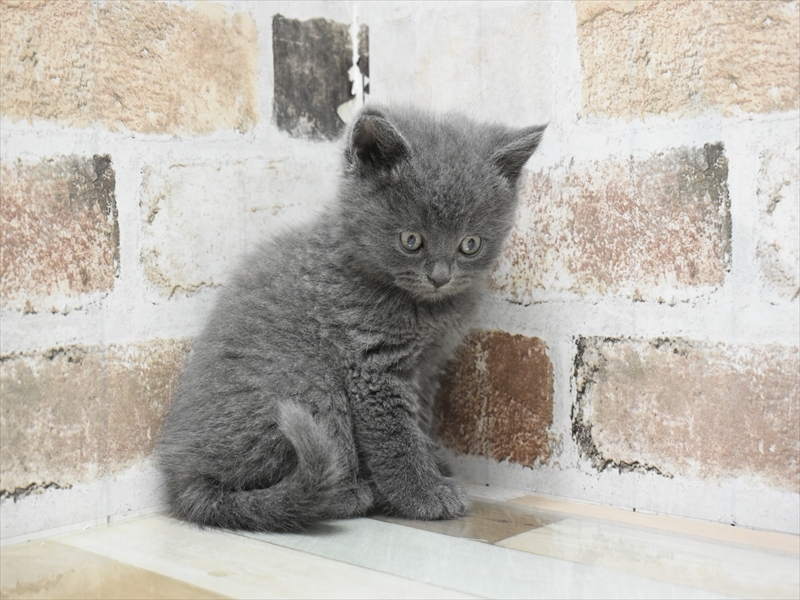 愛知県のブリティッシュショートヘアー (ワンラブドン・キホーテ緑店(FC)/2025年10月14日生まれ/男の子/ブルー)の子猫の3枚目の画像