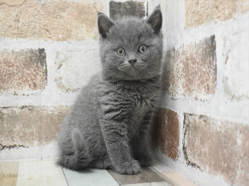 愛知県のブリティッシュショートヘアー (ワンラブドン・キホーテ緑店(FC)/2025年10月14日生まれ/男の子/ブルー)の子猫の2枚目の画像