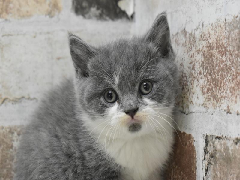 愛知県のブリティッシュショートヘアー (ワンラブドン・キホーテ緑店(FC)/2025年10月14日生まれ/男の子/ブルーホワイト)の子猫の1枚目の画像