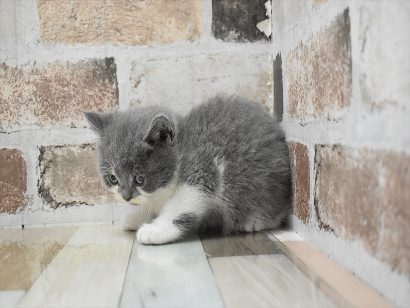 愛知県のブリティッシュショートヘアー (ワンラブドン・キホーテ緑店(FC)/2025年10月14日生まれ/男の子/ブルーホワイト)の子猫の3枚目の画像