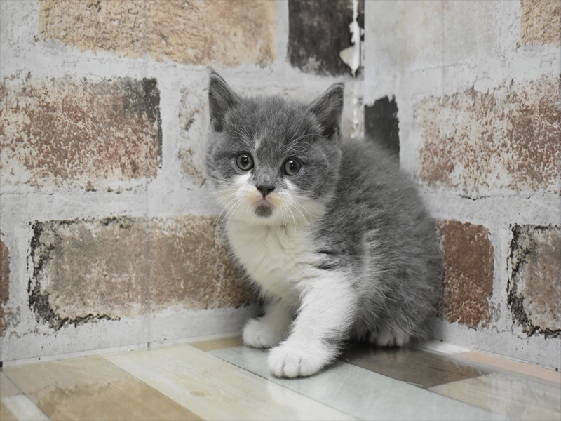 愛知県のブリティッシュショートヘアー (ワンラブドン・キホーテ緑店(FC)/2025年10月14日生まれ/男の子/ブルーホワイト)の子猫の2枚目の画像
