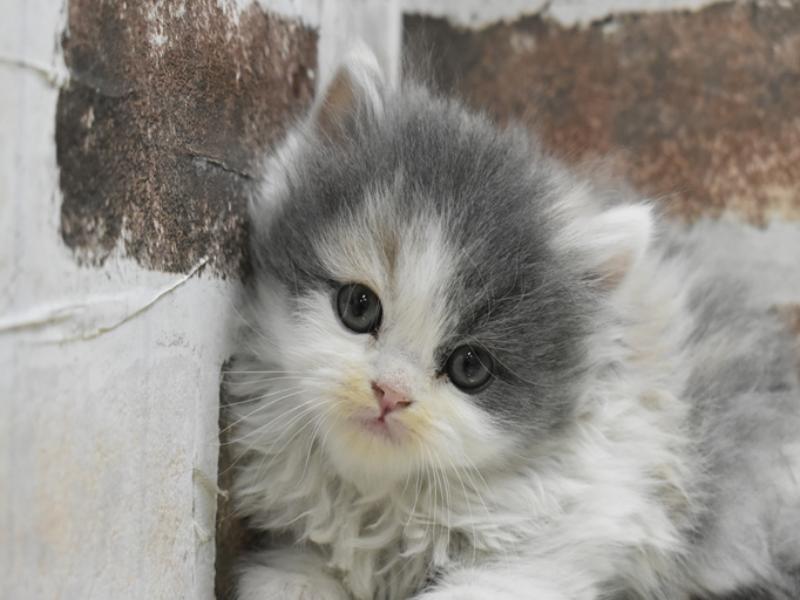 愛知県のブリティッシュショートヘアー (ワンラブドン・キホーテ緑店(FC)/2025年10月14日生まれ/女の子/ダイリュートキャリコ)の子猫の1枚目の画像