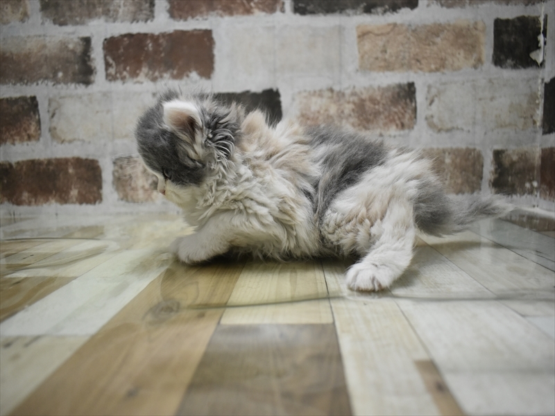 愛知県のブリティッシュショートヘアー (ワンラブドン・キホーテ緑店(FC)/2025年10月14日生まれ/女の子/ダイリュートキャリコ)の子猫の3枚目の画像