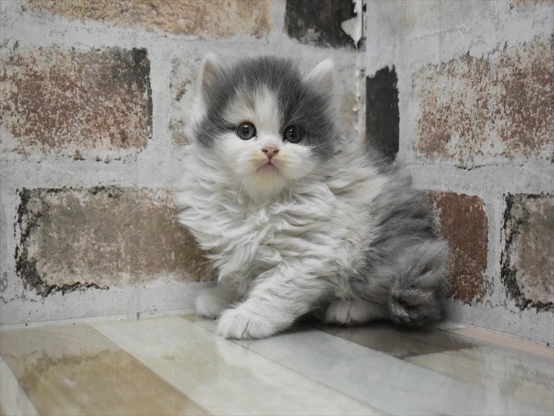 愛知県のブリティッシュショートヘアー (ワンラブドン・キホーテ緑店(FC)/2025年10月14日生まれ/女の子/ダイリュートキャリコ)の子猫の2枚目の画像