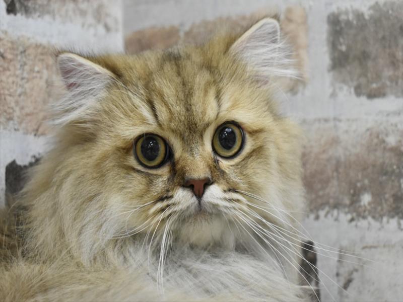 岐阜県のペルシャ (ワンラブ関山王通り店(FC)/2025年1月2日生まれ/男の子/チンチラゴールデン)の子猫の1枚目の画像