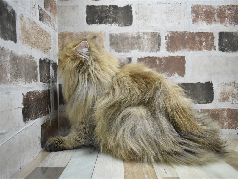 岐阜県のペルシャ (ワンラブ関山王通り店(FC)/2025年1月2日生まれ/男の子/チンチラゴールデン)の子猫の3枚目の画像