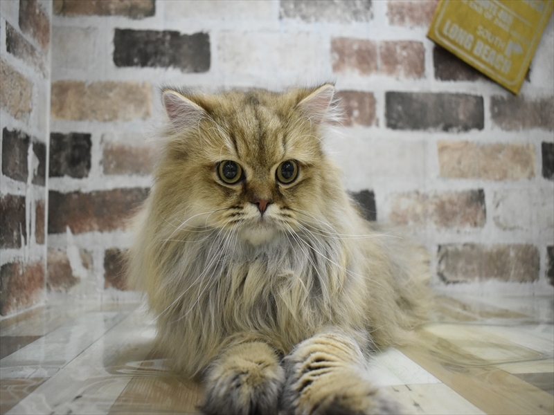 岐阜県のペルシャ (ワンラブ関山王通り店(FC)/2025年1月2日生まれ/男の子/チンチラゴールデン)の子猫の2枚目の画像