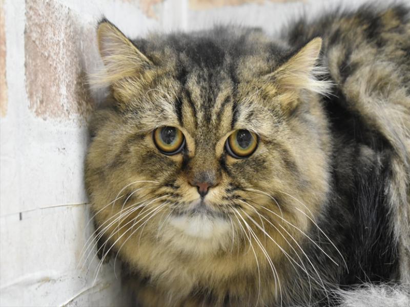 岐阜県のペルシャ (ワンラブ関山王通り店(FC)/2025年4月25日生まれ/男の子/チンチラゴールデン)の子猫の1枚目の画像