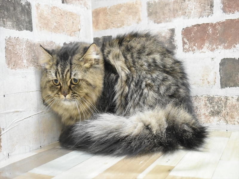 岐阜県のペルシャ (ワンラブ関山王通り店(FC)/2025年4月25日生まれ/男の子/チンチラゴールデン)の子猫の3枚目の画像