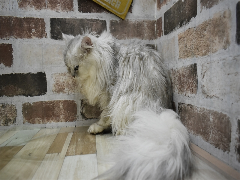 岐阜県のペルシャ (ワンラブ関山王通り店(FC)/2025年4月12日生まれ/男の子/チンチラシルバー)の子猫の3枚目の画像