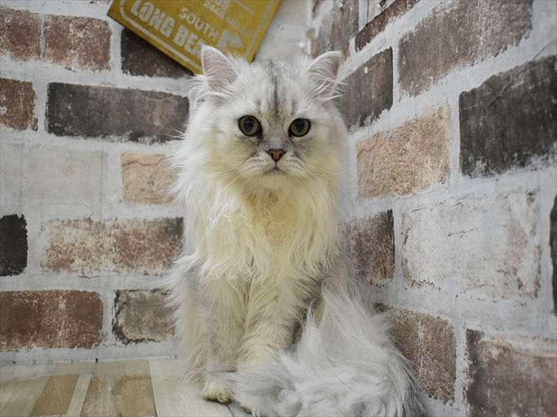 岐阜県のペルシャ (ワンラブ関山王通り店(FC)/2025年4月12日生まれ/男の子/チンチラシルバー)の子猫の2枚目の画像