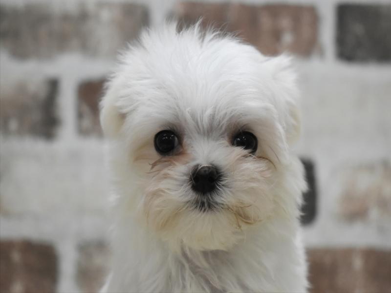 富山県のマルチーズ (ワンラブ富山ファボーレ店/2025年10月15日生まれ/女の子/ホワイト)の子犬