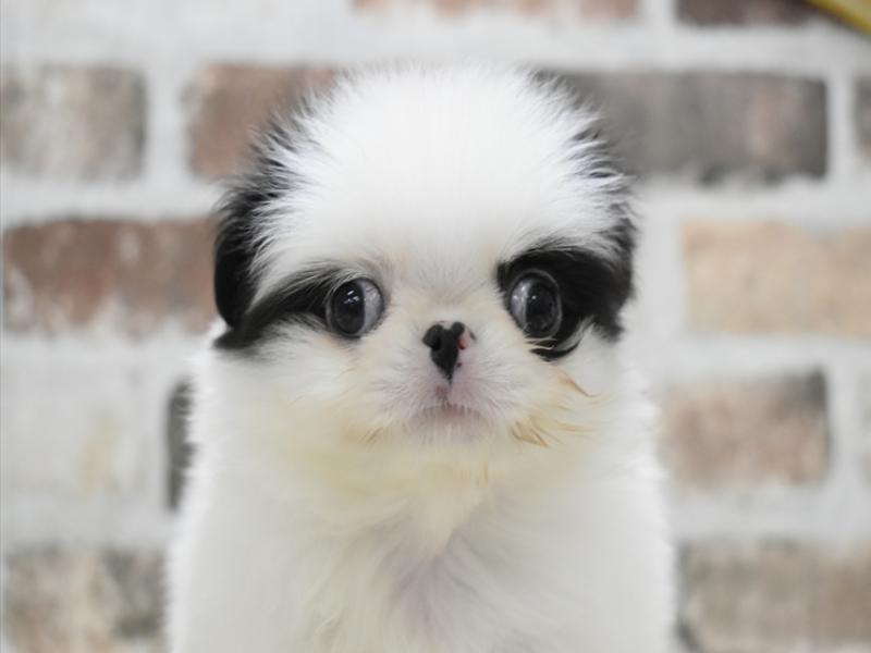 愛知県の狆 (ワンラブイオンモール新瑞橋店/2025年10月16日生まれ/男の子/白黒)の子犬の1枚目の画像