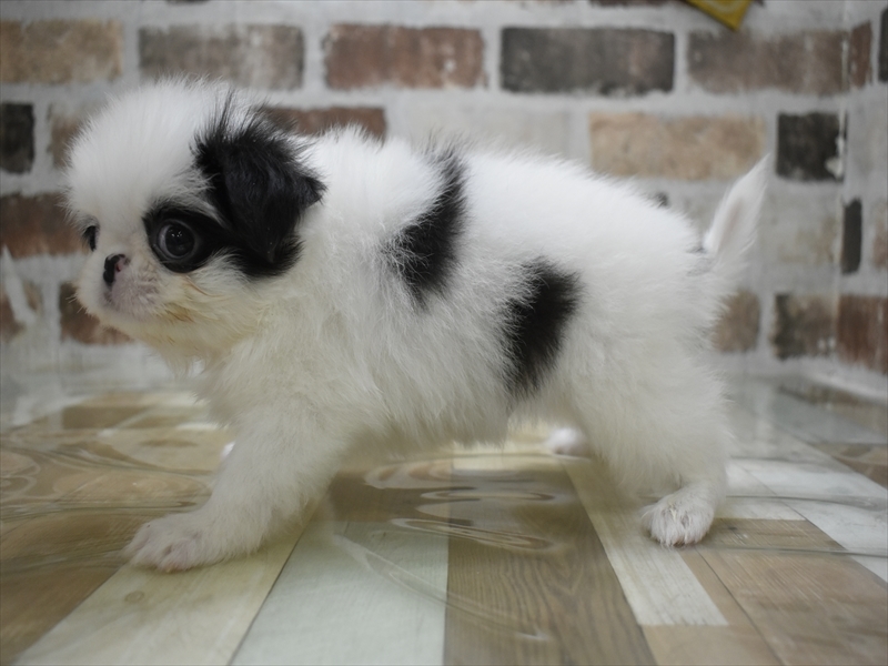 愛知県の狆 (ワンラブイオンモール新瑞橋店/2025年10月16日生まれ/男の子/白黒)の子犬の3枚目の画像