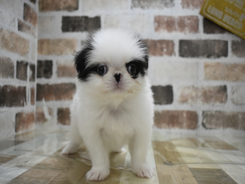 愛知県の狆 (ワンラブイオンモール新瑞橋店/2025年10月16日生まれ/男の子/白黒)の子犬の2枚目の画像