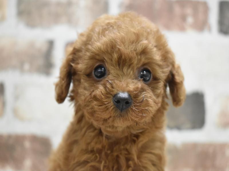 愛知県のトイプードル(トイ) (ワンラブ名古屋守山インター総本店/2025年10月15日生まれ/女の子/レッドフォーン)の子犬の1枚目の画像